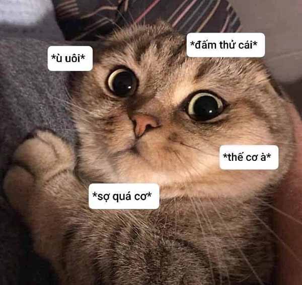 Bức ảnh chế meme mèo khóc, cute, bựa, cười đểu