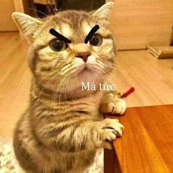 Bức ảnh chế meme mèo khóc, cute, bựa, cười đểu