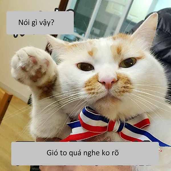 Bức ảnh chế meme mèo khóc, cute, bựa, cười đểu