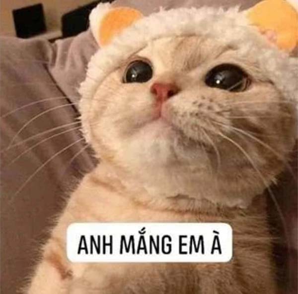 Bức ảnh chế meme mèo khóc, cute, bựa, cười đểu