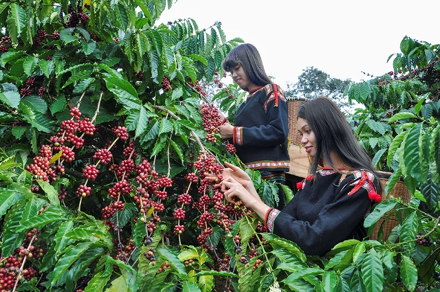 Kinh Nghiệm Du lịch Đăk Lăk Chi Tiết Nhất