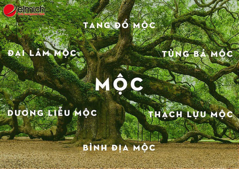 Mệnh Mộc hợp màu gì? Tận dụng ngũ hành lựa chọn màu sắc