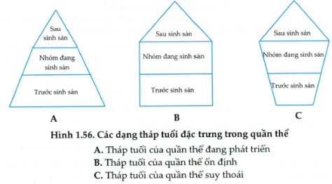 Các đặc trưng cơ bản của quần thể sinh vật - Sinh học 12