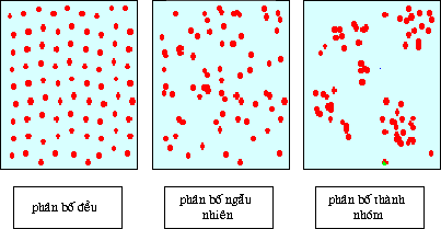 Các đặc trưng cơ bản của quần thể sinh vật - Sinh học 12