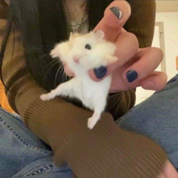 Bộ sưu tập meme chuột Hamster vui nhộn, dễ thương