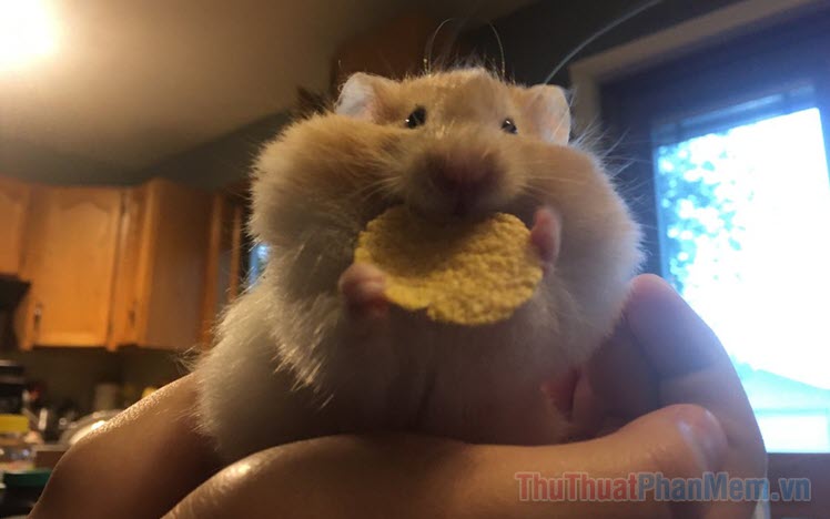 Bộ sưu tập meme chuột Hamster vui nhộn, dễ thương