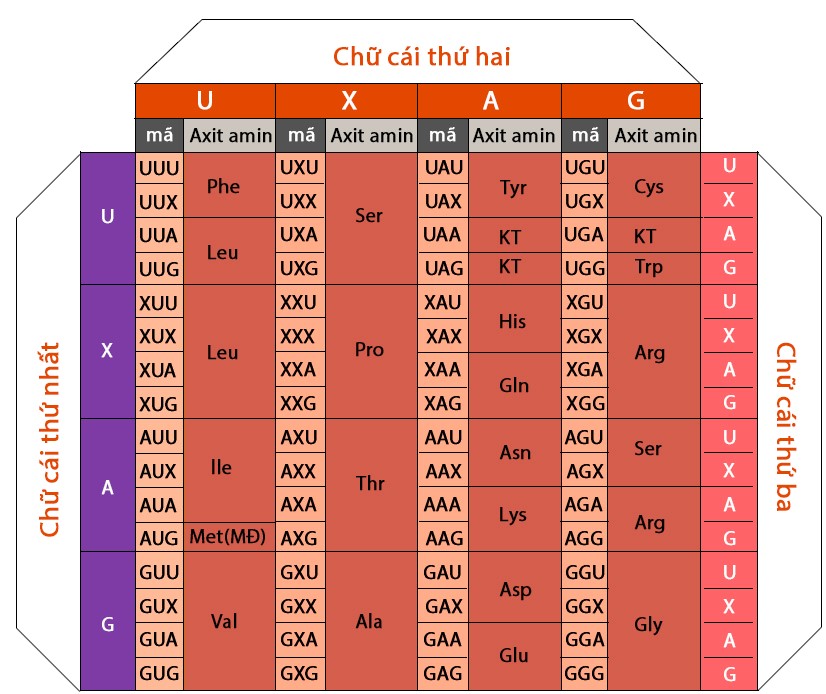 Sinh Học 12 Bài 2: Phiên Mã Và Dịch Mã Lý Thuyết, Bài Tập