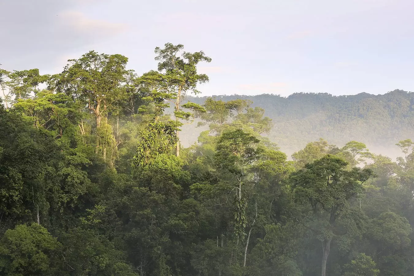 WWF là gì? Mục đích hoạt động Quỹ Quốc tế bảo vệ thiên nhiên