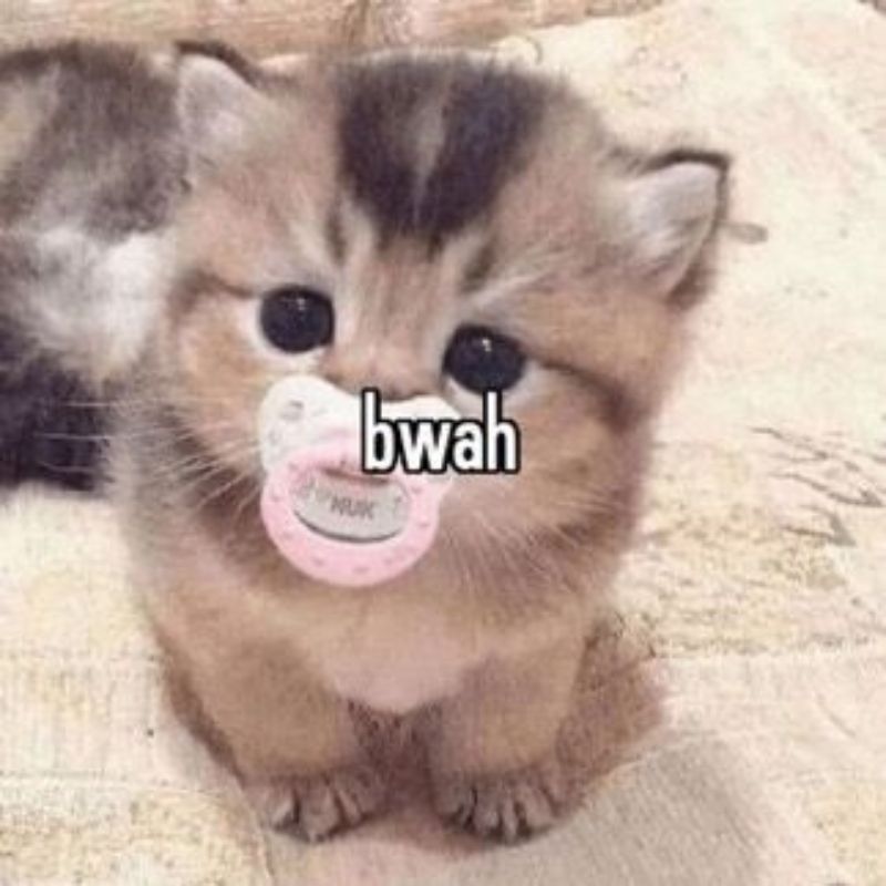 Trọn bộ ảnh Meme Mèo hài hước - Cat Meme bựa nhất (hình gốc)