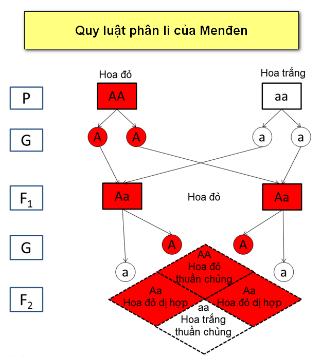 Quy luật phân li của Menden