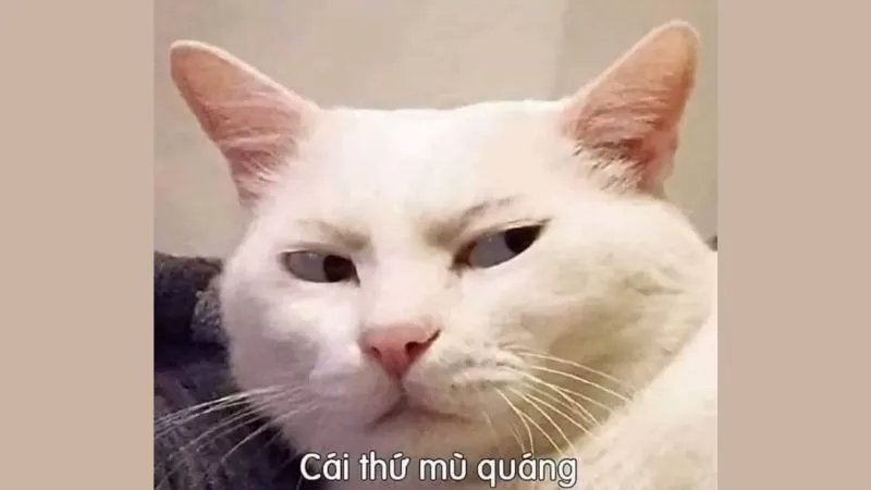 Lưu Ngay 1001+ Ảnh Meme Mèo Cute