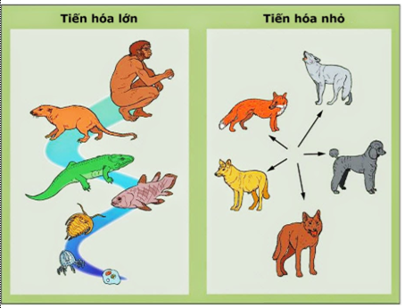 Tiến hóa lớn Sinh 12</>