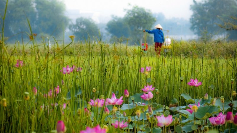 Hình nền đẹp yên bình - Bức tranh làng quê tĩnh lặng