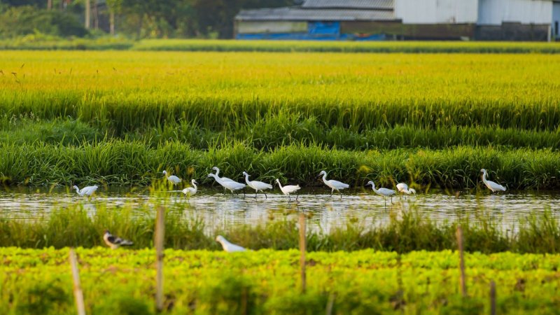 Hình nền đẹp yên bình - Bức tranh làng quê tĩnh lặng