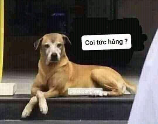 HÓT HÒN HỌT hình ảnh meme bất lực hài hước cho dân cào phím