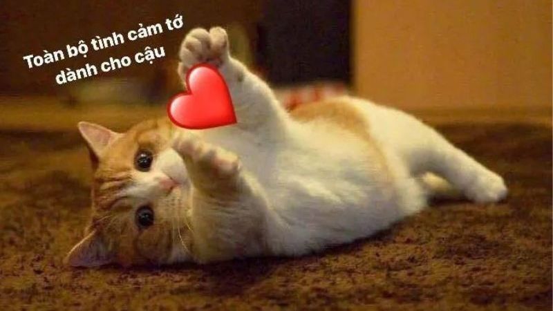 100+ ảnh Meme hài hước, hài bựa, hài cute ấn tượng nhất