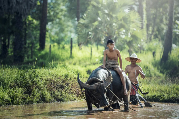 Bộ sưu tập hình nền về con trâu cho máy tính