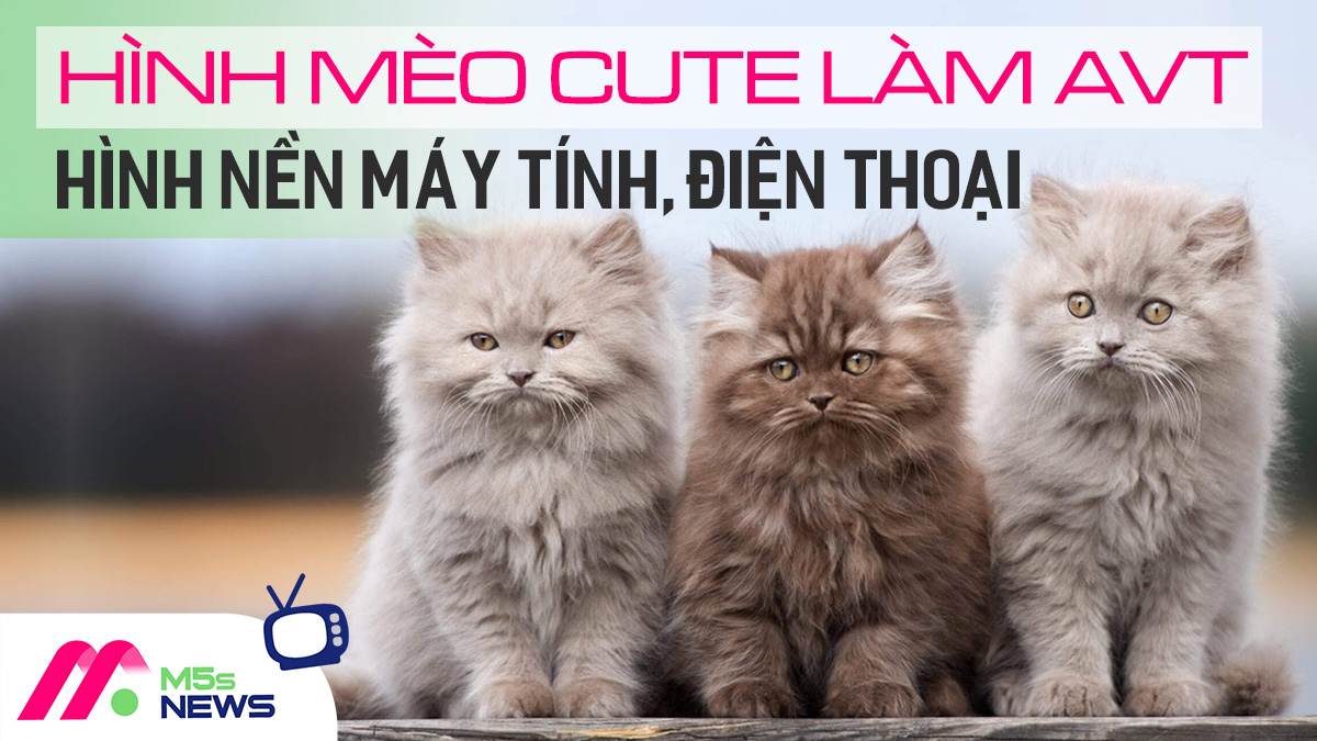 Hình mèo cute làm avt, hình nền cho máy tính, điện thoại