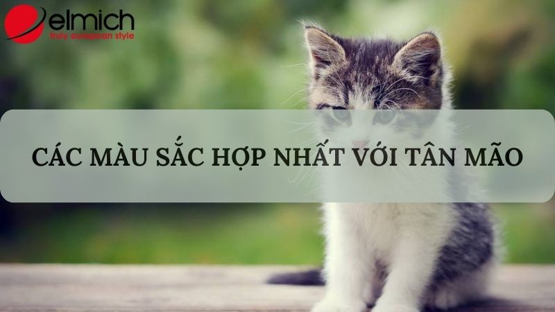 Bật mí tuổi Mão hợp màu gì để làm kéo may mắn và nêu bật cá tính