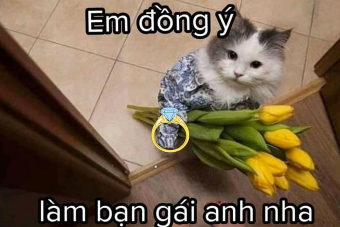 Bộ sưu tập hình vui ôm đáng yêu và nổi bật nhất