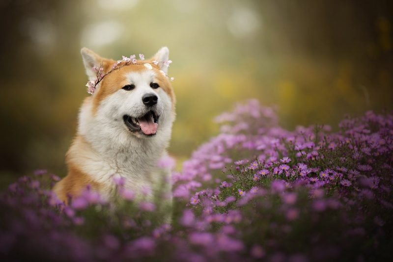 Tổng hợp 30+ Ảnh avatar chó Shiba siêu cute ngộ nghĩnh