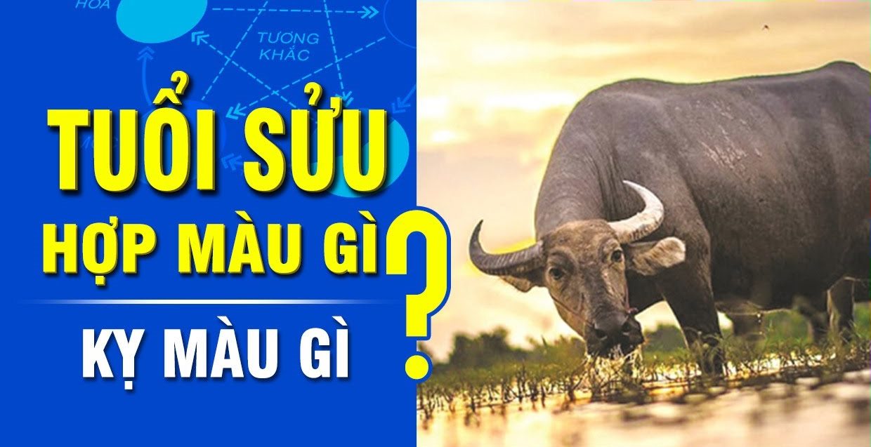 Tuổi Sửu hợp với màu gì và kỵ màu sắc nào nhất phong thủy?