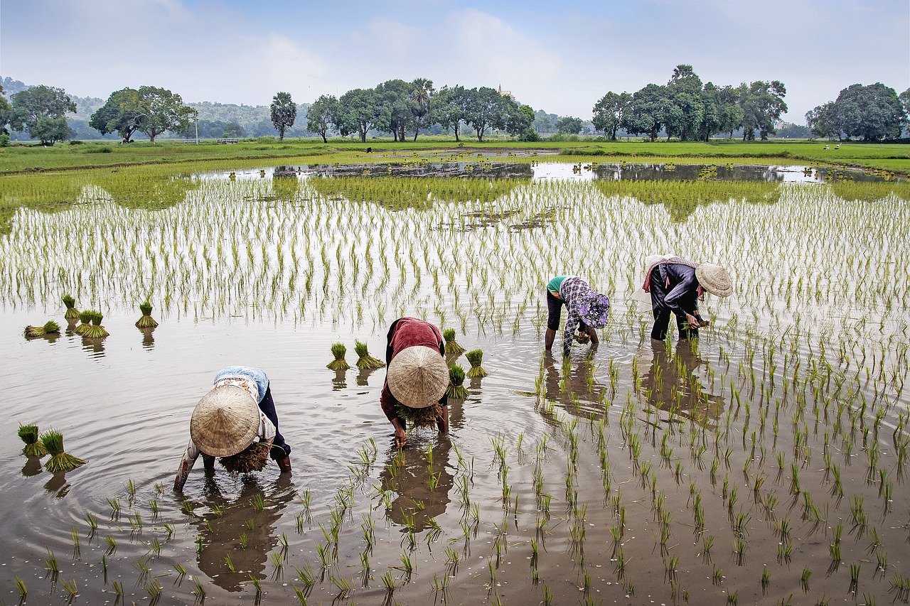 Những hình ảnh quê hương đất nước