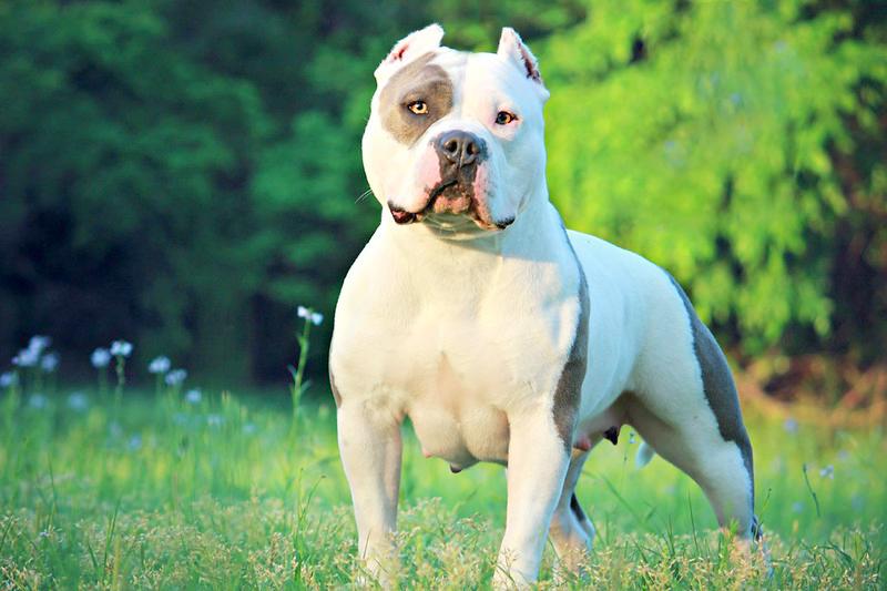 Chó Buly như anh em sinh đôi với Pitbull nhưng rất thân thiện