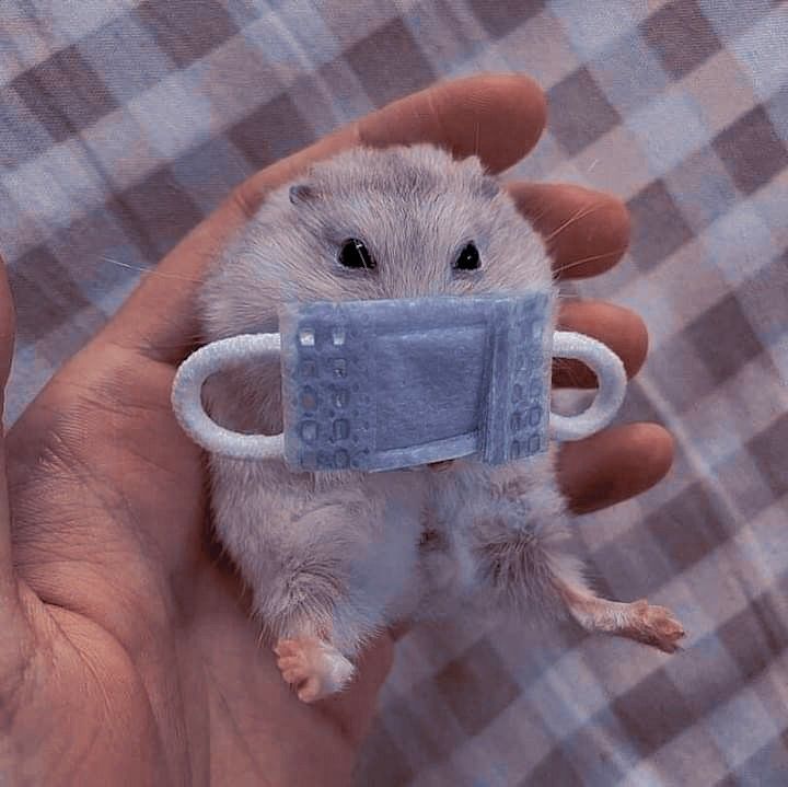 Tổng hợp meme chuột Hamster hài hước, cute, đáng yêu