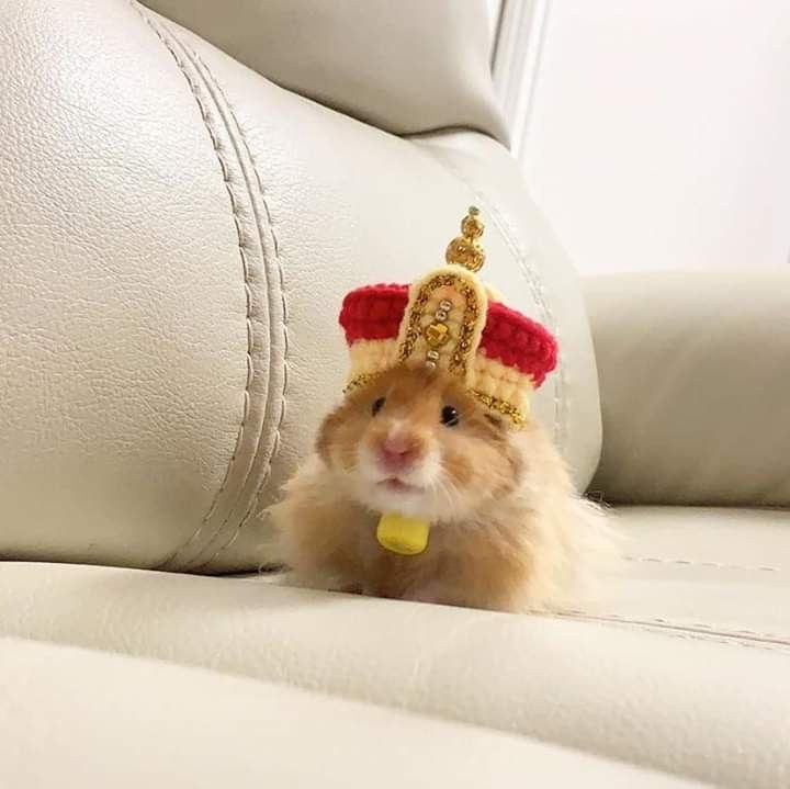 Tổng hợp meme chuột Hamster hài hước, cute, đáng yêu