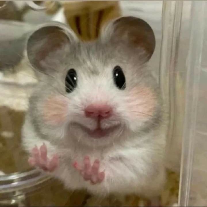 Tổng hợp meme chuột Hamster hài hước, cute, đáng yêu