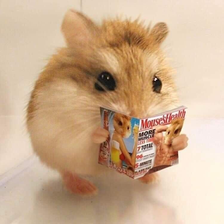 Tổng hợp meme chuột Hamster hài hước, cute, đáng yêu