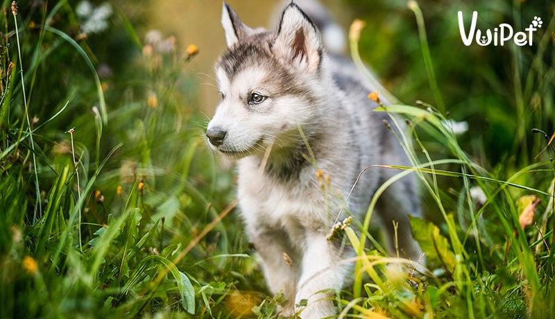 GIÁ CHÓ ALASKA và “sự thật” về chó Alaska giá rẻ dưới 500k