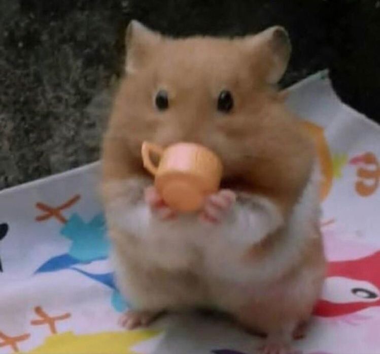 Tổng hợp meme chuột Hamster hài hước, cute, đáng yêu