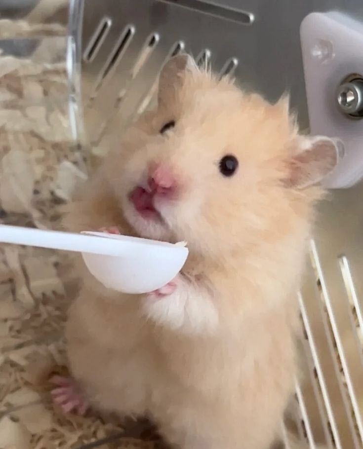 Tổng hợp meme chuột Hamster hài hước, cute, đáng yêu