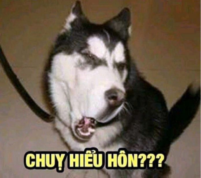 Tuyển tập 99+ ảnh chó meme hài hước, CƯỜI ĐAU CẢ BỤNG