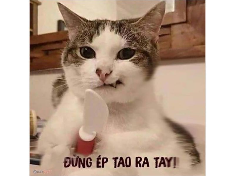 Tổng hợp 101+ ảnh meme mèo bựa, hài hước và đáng yêu nhất