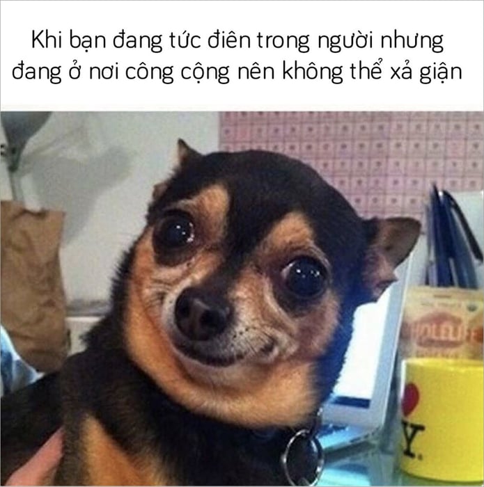 Meme Chó Cười: Hành Trình Đến Thiên Đàng Hài Hước