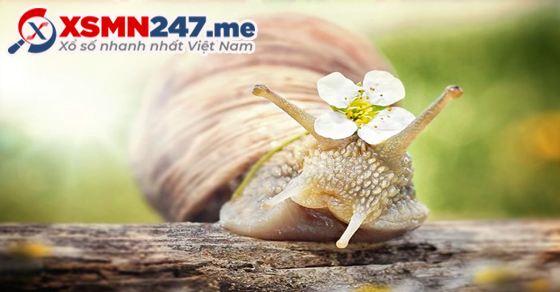 Mơ thấy con ốc đánh số bao nhiêu? - Mơ thấy con ốc điềm gì?