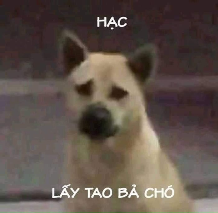 Tổng Hợp Meme Trầm Cảm Hài Hước