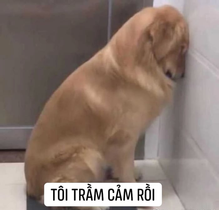 Tổng Hợp Meme Trầm Cảm Hài Hước